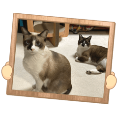 [LINEスタンプ] 双子猫 プーラムの画像（メイン）