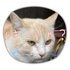 [LINEスタンプ] のりお色々