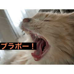 [LINEスタンプ] ここ、るる、りく