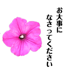 [LINEスタンプ] やさしいお花スタンプ（敬語）