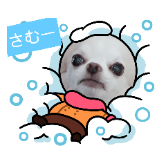 [LINEスタンプ] チワワなりに生きてます②