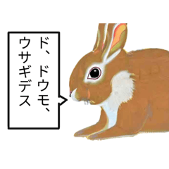 [LINEスタンプ] 臆病なウサギ