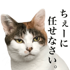 [LINEスタンプ] ちぇーが今日も可愛すぎる♡♡♡