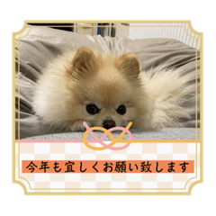 [LINEスタンプ] ポメポメアイスのお正月スタンプ