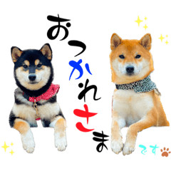 [LINEスタンプ] 柴犬と白いふわふわ。①