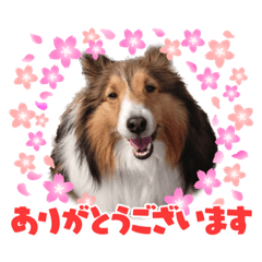 [LINEスタンプ] シェルティのゆなちゃん（2）