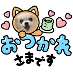 [LINEスタンプ] 可愛いチワワのわんちゃんスタンプ