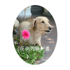 [LINEスタンプ] 圧倒的勝利者