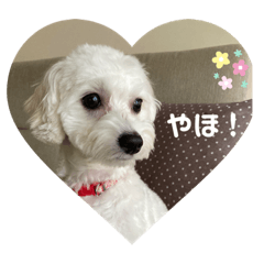 [LINEスタンプ] mokakoまるぷー