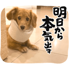[LINEスタンプ] くーたんCREAの日常