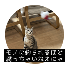 [LINEスタンプ] キジトラ猫のラクレット