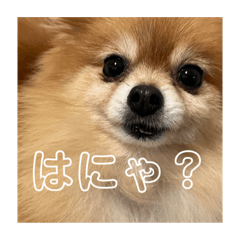 [LINEスタンプ] コロンちゃ〜〜〜〜ん