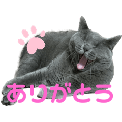 [LINEスタンプ] ゴビすたんぷ①