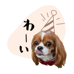 [LINEスタンプ] キャバリア こなつ スタンプ