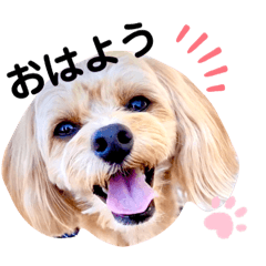 [LINEスタンプ] ちわぷーらぶ7の画像（メイン）