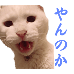 [LINEスタンプ] きらりさん