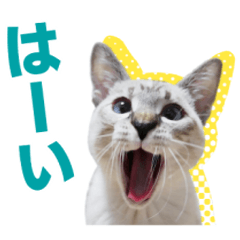 [LINEスタンプ] かわいいシャム猫ちゃん