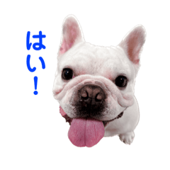 [LINEスタンプ] フレブル くーすけ5