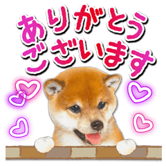 [LINEスタンプ] かわいい犬たち♡年中使える お祝い しば犬の画像（メイン）