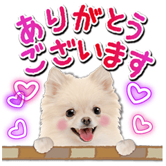 [LINEスタンプ] かわいい犬たち♡年中使える お祝い ポメの画像（メイン）