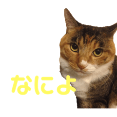 [LINEスタンプ] らぷこさん