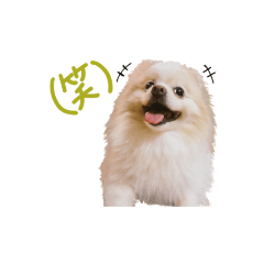 [LINEスタンプ] 愛犬 Mr.マグルス