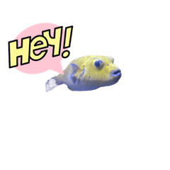 [LINEスタンプ] ホノルル水族館スタンプ