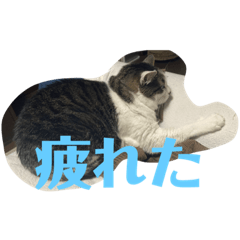 [LINEスタンプ] ハチワレ猫さんスタンプ