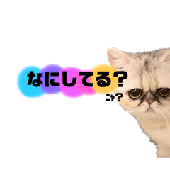 [LINEスタンプ] ペチャスタ