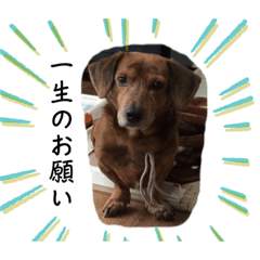 [LINEスタンプ] 愛犬ことらの使えるスタンプ(8)