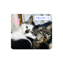 [LINEスタンプ] おうちにゃんこ my home catの画像（メイン）