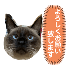 [LINEスタンプ] ネコのあむとちび【上司先輩編】