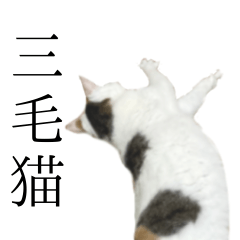 [LINEスタンプ] うちの三毛猫がほんと三毛猫ってかんじの猫