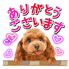 [LINEスタンプ] かわいい犬たち♡年中使えるお祝 プードルの画像（メイン）