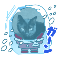 [LINEスタンプ] 我が家の黒猫・ベル男