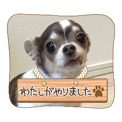 [LINEスタンプ] いつでもチワワ