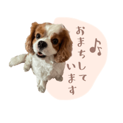 [LINEスタンプ] キャバリア ニコ スタンプ