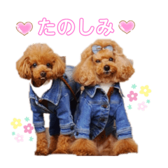 [LINEスタンプ] トイプードルのココビビ