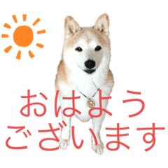 [LINEスタンプ] わちゃわちゃ一家