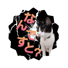 [LINEスタンプ] ねこたんにゃお