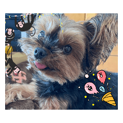 [LINEスタンプ] ヨーキーのマレン