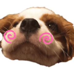 [LINEスタンプ] キャバリア るっちゃん2