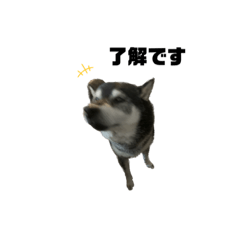 [LINEスタンプ] BARON(2)敬語ver.