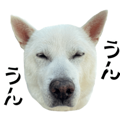 [LINEスタンプ] 紀州犬 えん・ももか・ゆず