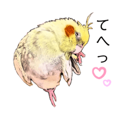 [LINEスタンプ] オカメインコ『もんちゃん』のスタンプ②