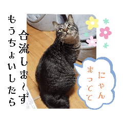 [LINEスタンプ] おうちにゃんこ4（ゲーム編）