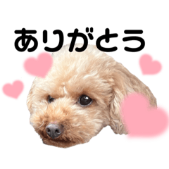 [LINEスタンプ] ころっけかわいいスタンプ