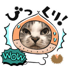 [LINEスタンプ] どあっぷ猫's