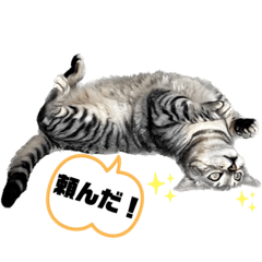 [LINEスタンプ] 我が家のこてつ4