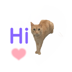 [LINEスタンプ] さいぼんさんちのねこさん